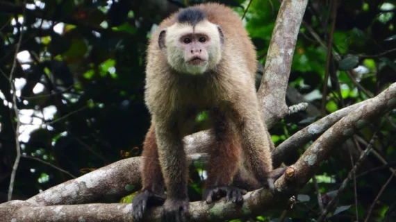 Em busca de um dos macacos mais ameaçados do mundo