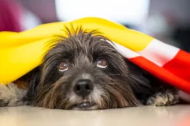 O que faz alguns cachorros temerem fogos de artifício e outros não?