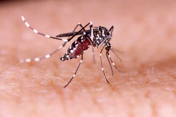 Casos de dengue aumentam quase 20 vezes no Paraná nos primeiros dois meses de 2024